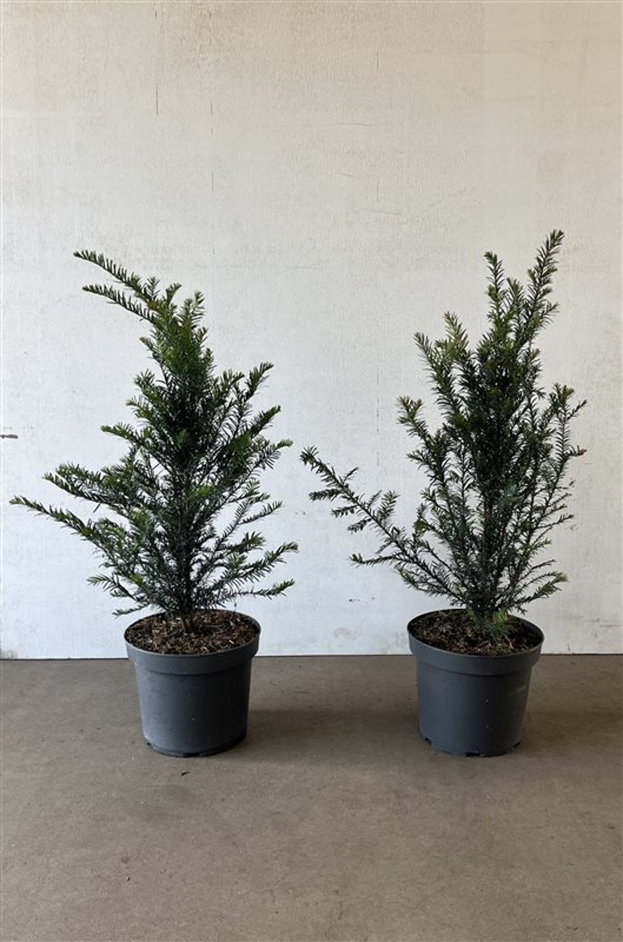 Taxus baccata - C7.5 60-80 CM